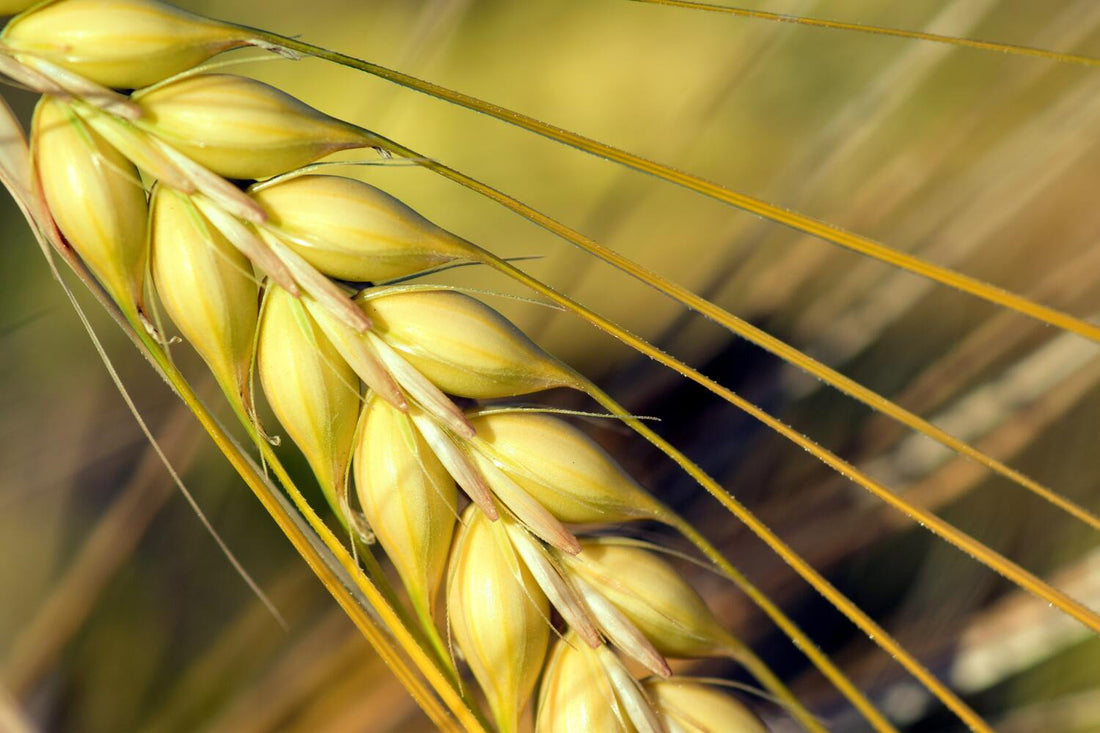 Barley vs wheat: Is one healthier than the other?